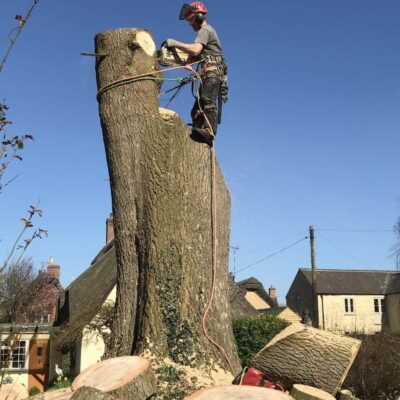 Ash Tree Dismantle in a Tiny Garden