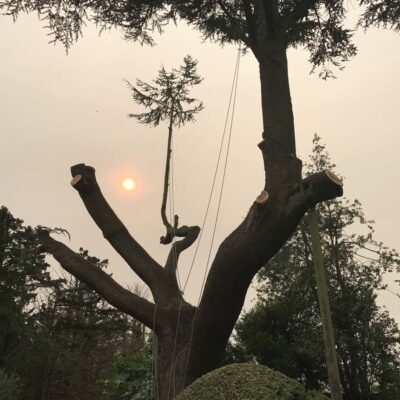 Cedar Dismantle with Saharan Sand Dust