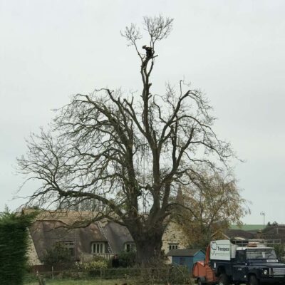 Veteran Ash - Crown Reduction in progress