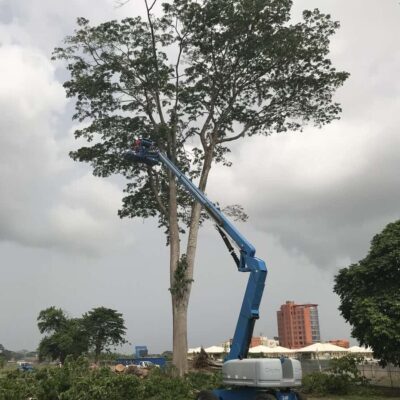 Tree Surgery