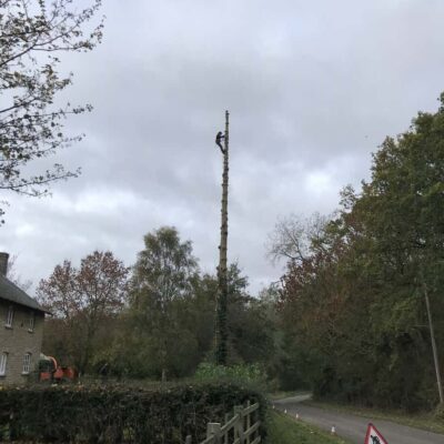 Spruce Tree Dismantle