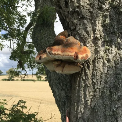 Tree Fungi - Inonotus in Ash