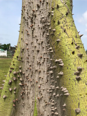 Ceiba Tree - West Africa